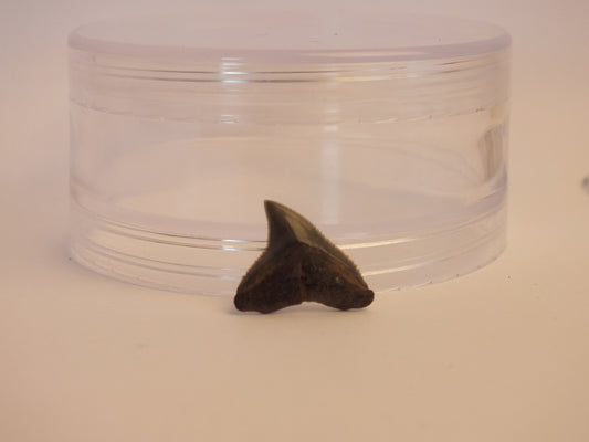 0.75" Bull Shark Tooth Fossil (Peace River)