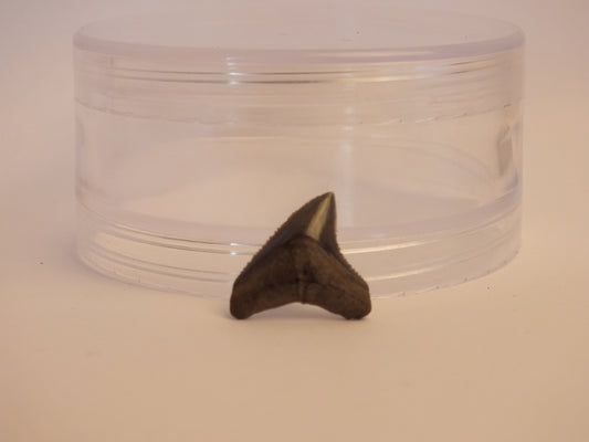 0.75" Bull Shark Tooth Fossil