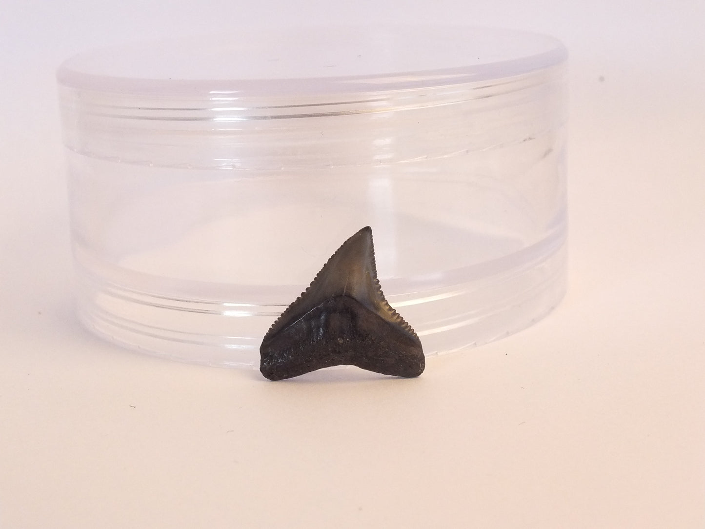 0.75" Bull Shark Tooth Fossil (Peace River)