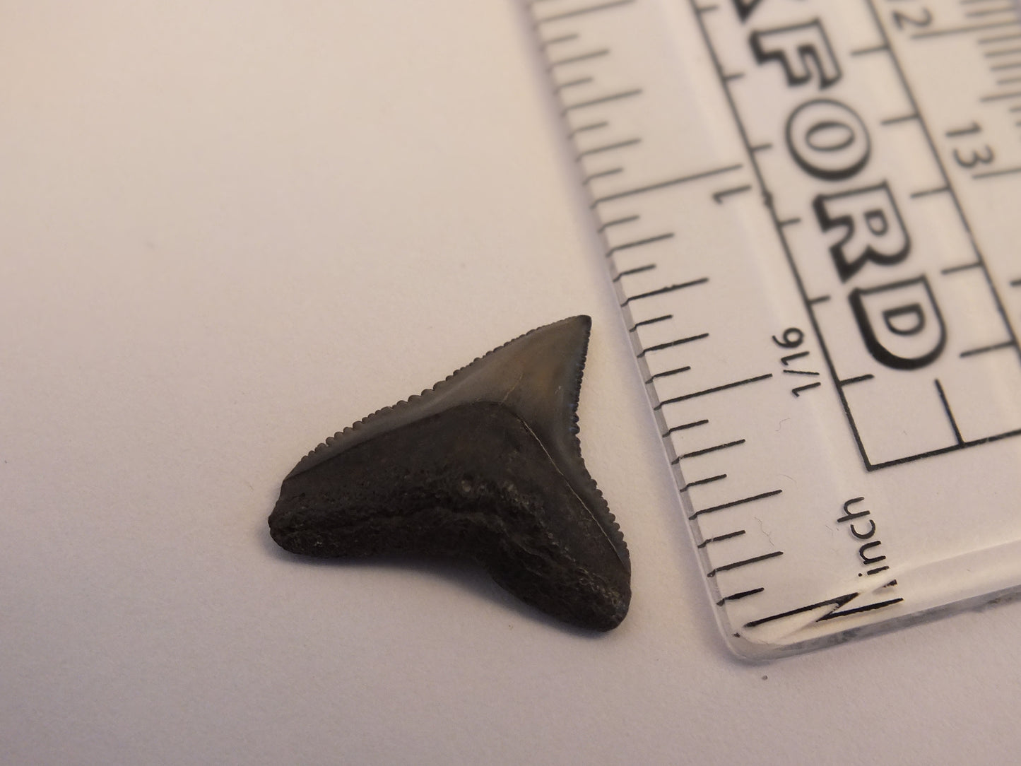 0.75" Bull Shark Tooth Fossil (Peace River)