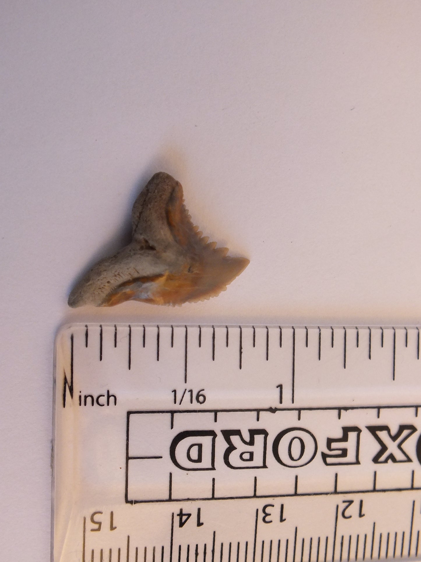 0.8" Hemipritis Shark Tooth Fossil W/ Case