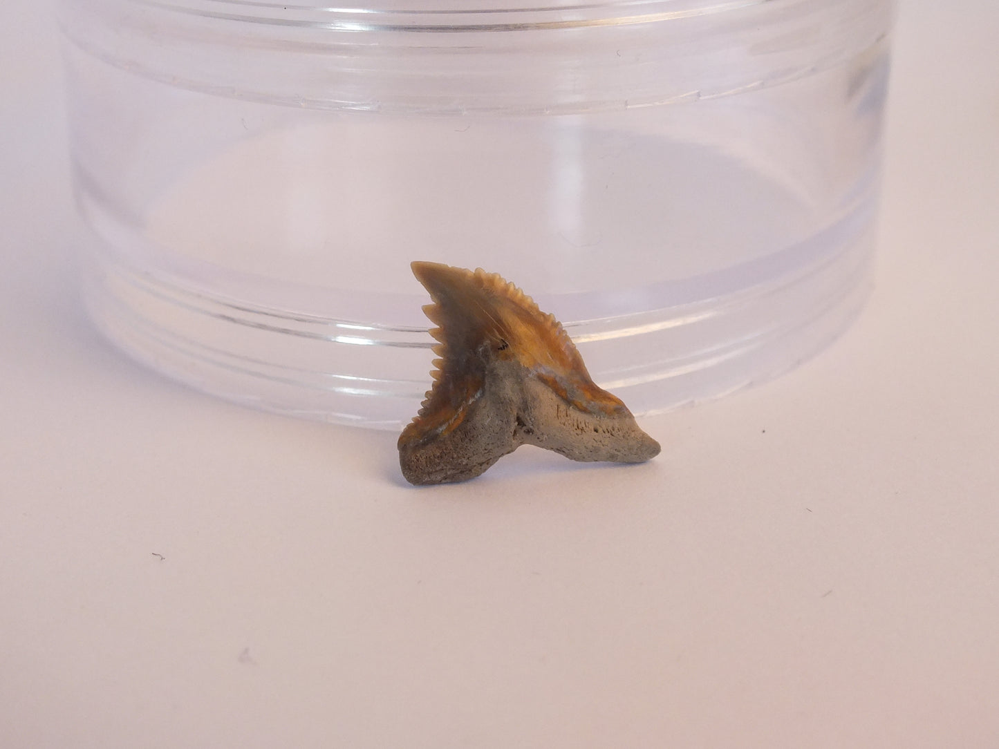 0.8" Hemipritis Shark Tooth Fossil W/ Case