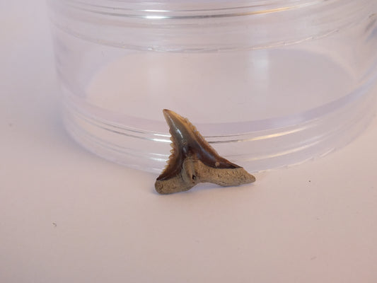 0.8" Hemipritis Shark Tooth Fossil