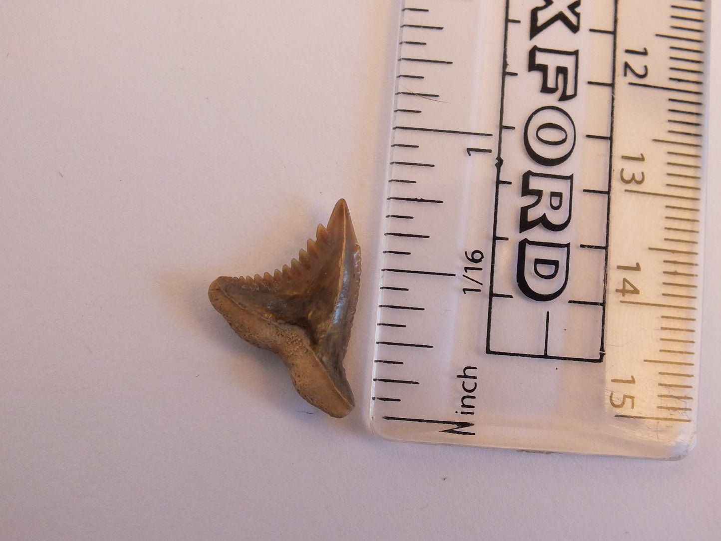 0.75" Hemipritis Shark Tooth Fossil