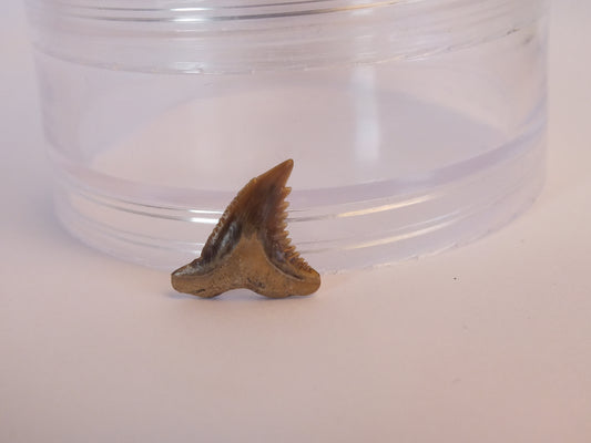 0.75" Hemipritis Shark Tooth Fossil