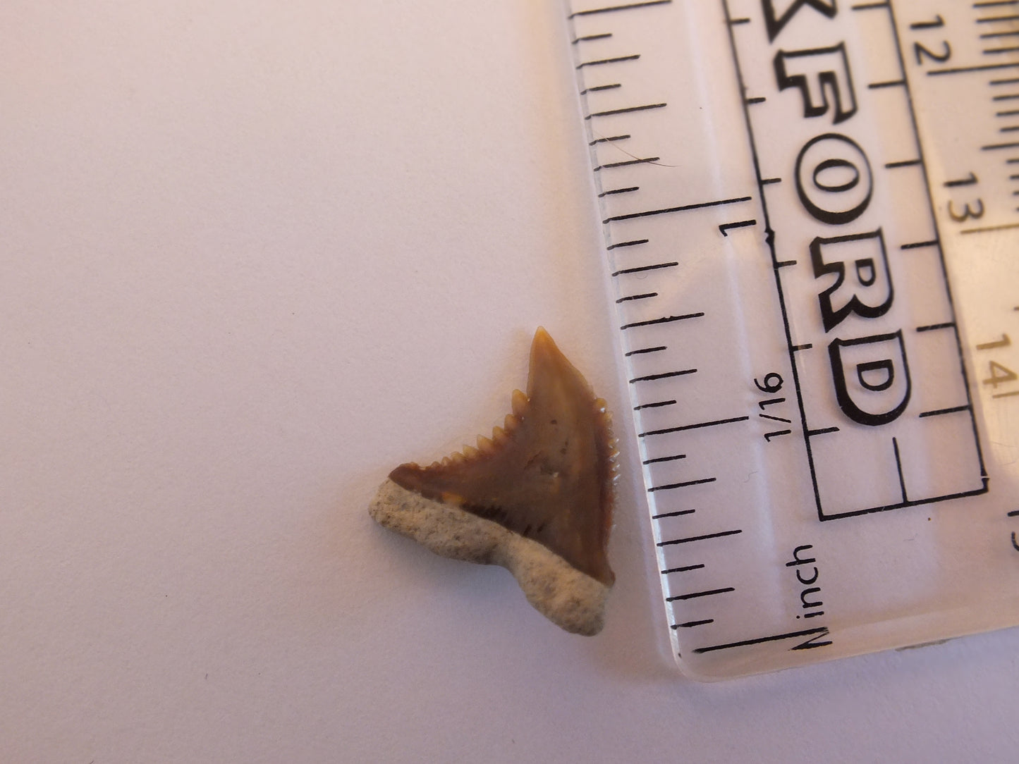 0.75" Hemipritis Shark Tooth Fossil