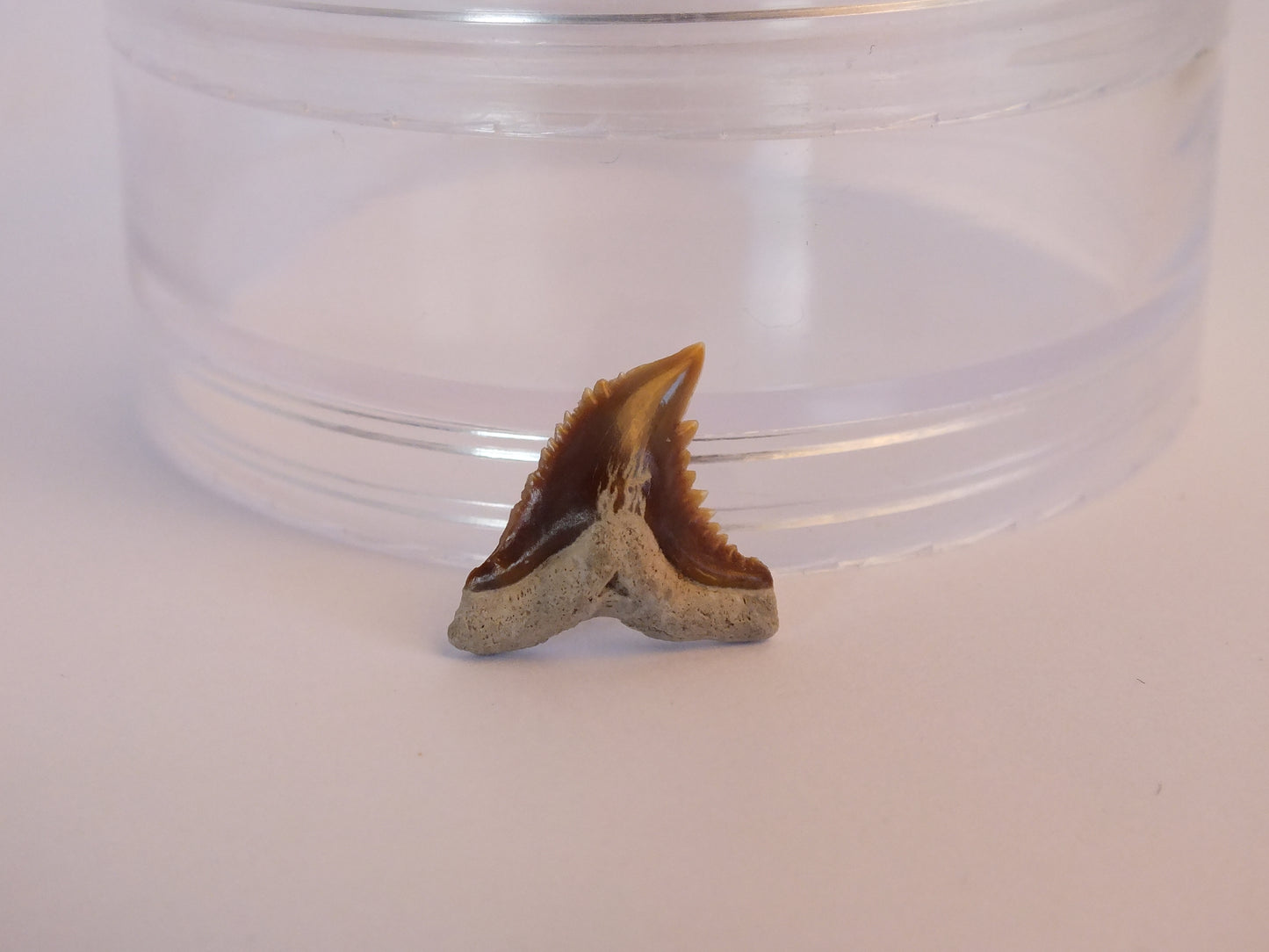 0.75" Hemipritis Shark Tooth Fossil