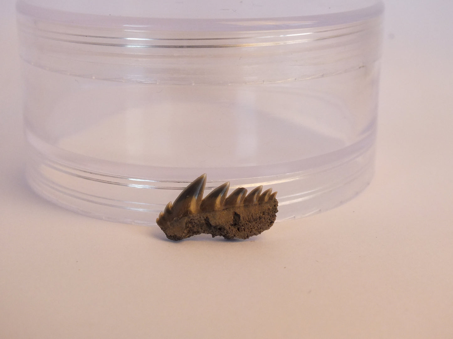 0.75" Cow Shark Tooth Fossil (Belgium)