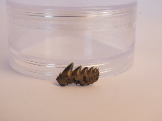 0.75" Cow Shark Tooth Fossil (Belgium)