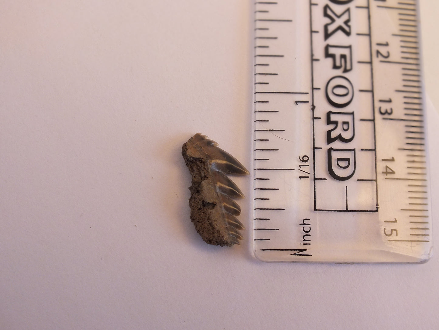 0.75" Cow Shark Tooth Fossil (Belgium)