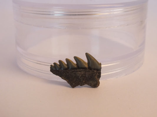 0.75" Cow Shark Tooth Fossil