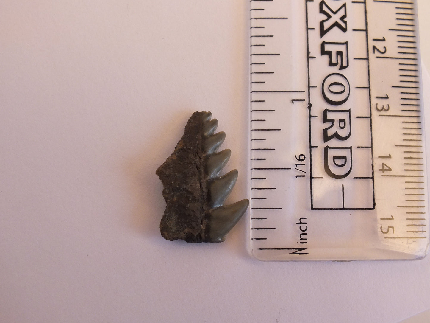 0.75" Cow Shark Tooth Fossil