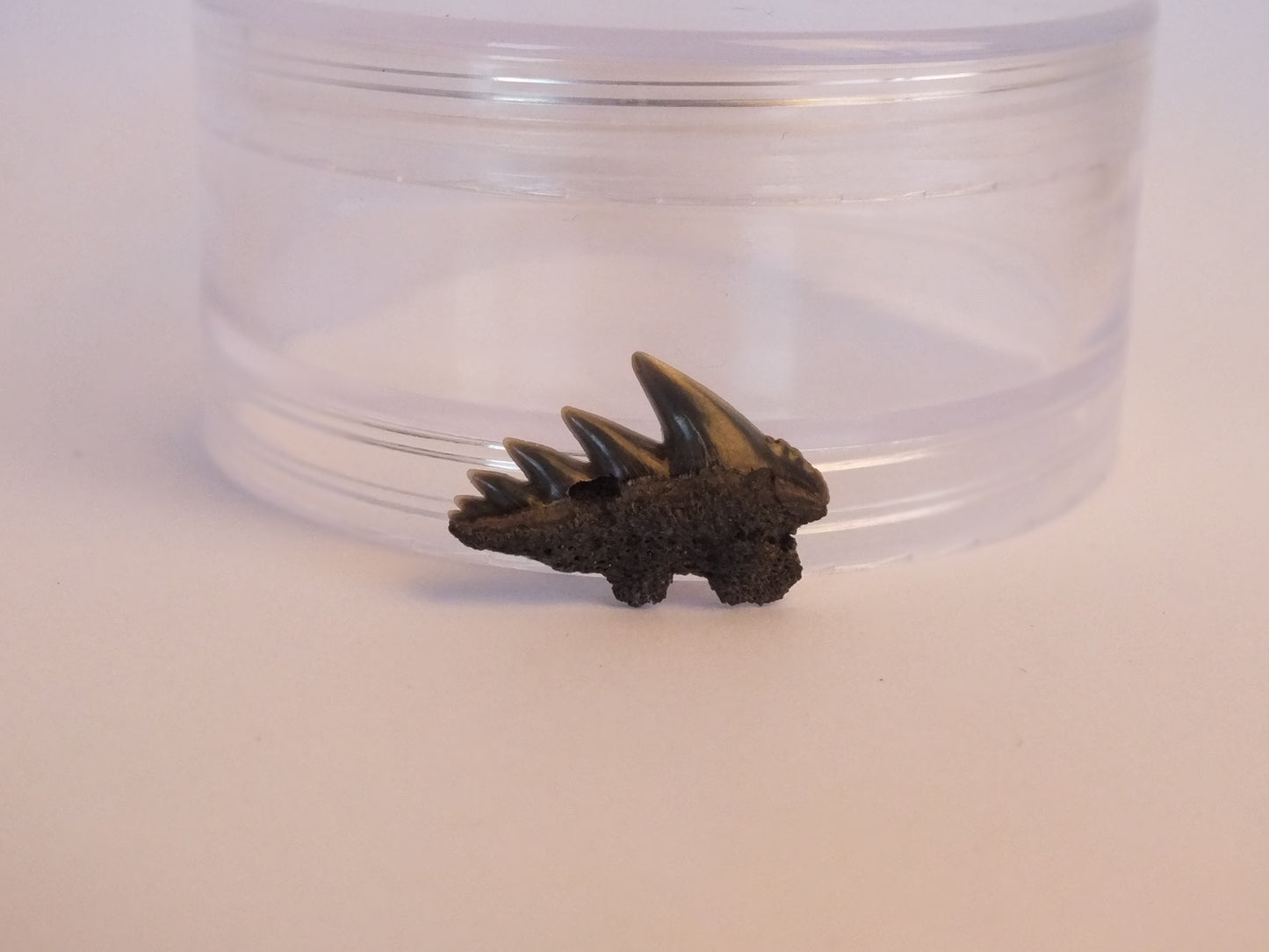 0.85" Cow Shark Tooth Fossil (Belgium)