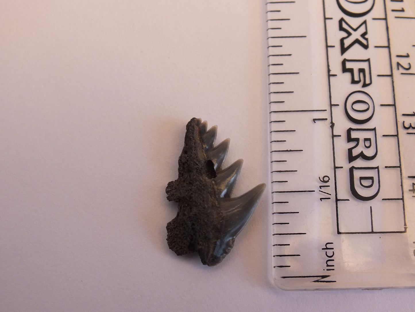 0.85" Cow Shark Tooth Fossil (Belgium)