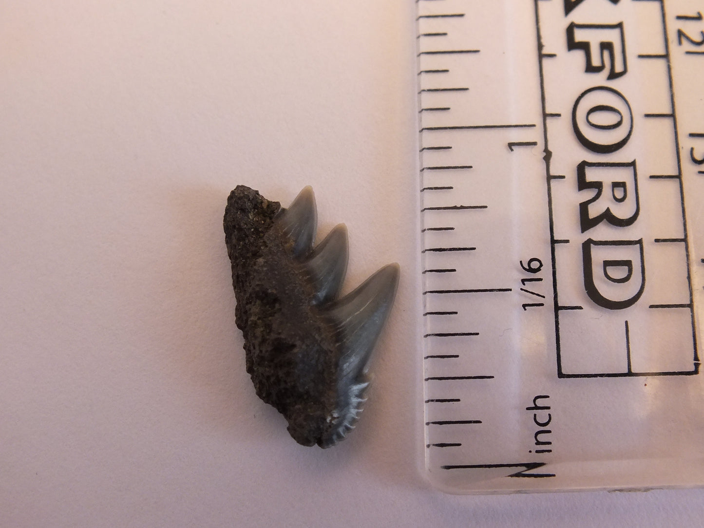 0.8" Cow Shark Tooth Fossil (belgium)