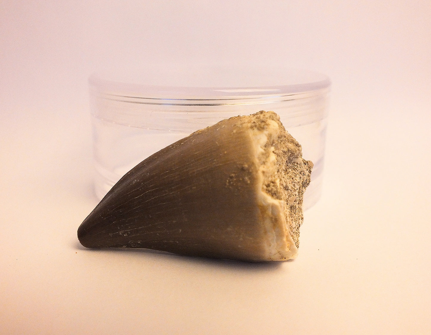 2.1" Mosasaur Tooth