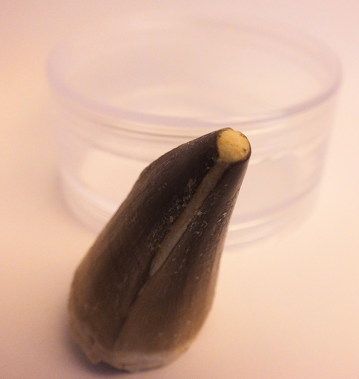 2.1" Mosasaur Tooth