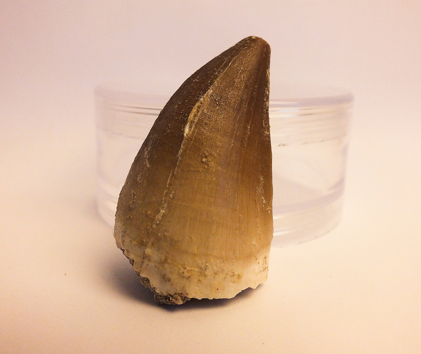 2.1" Mosasaur Tooth