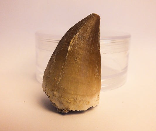 2.1" Mosasaur Tooth