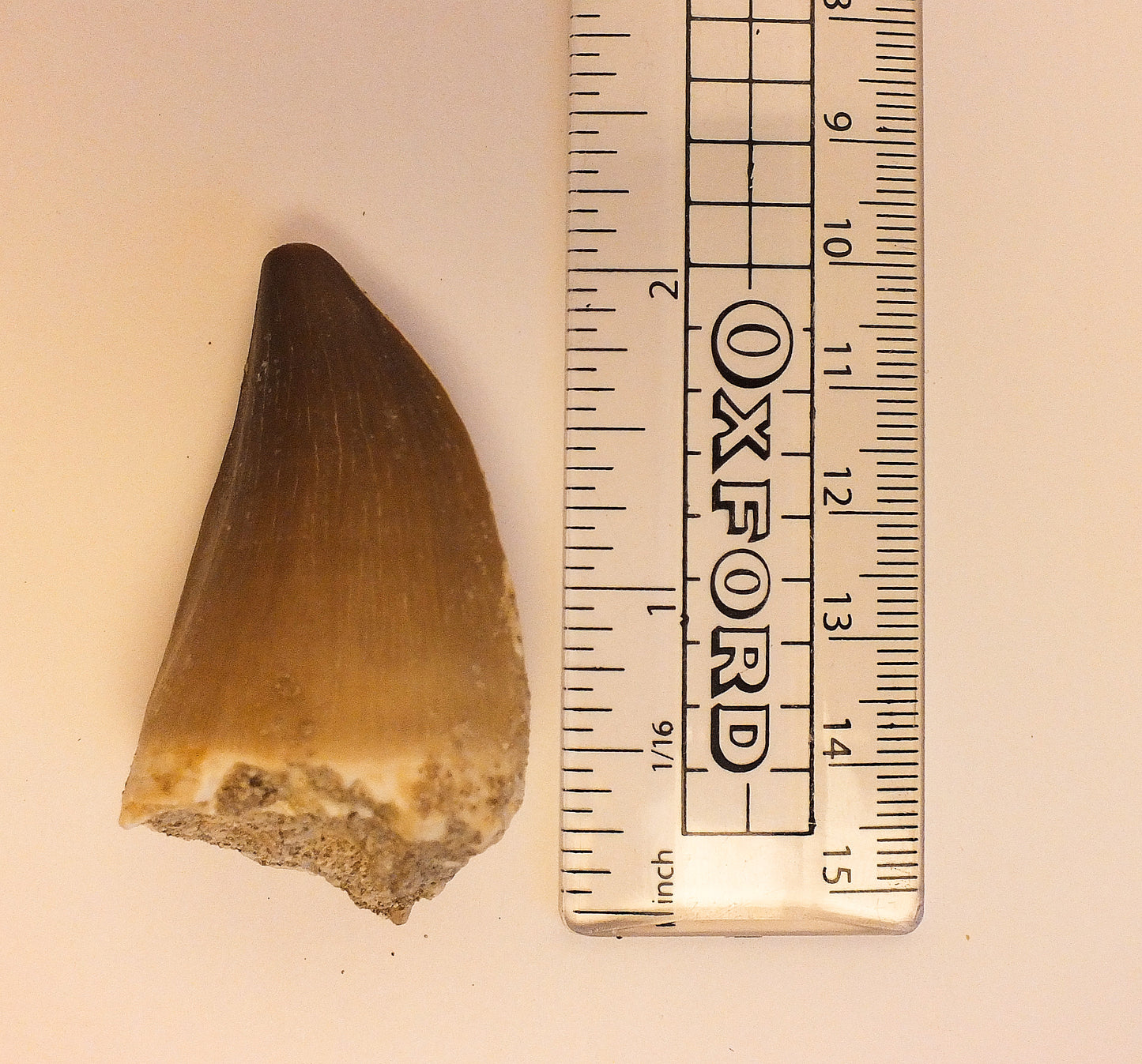 2.1" Mosasaur Tooth