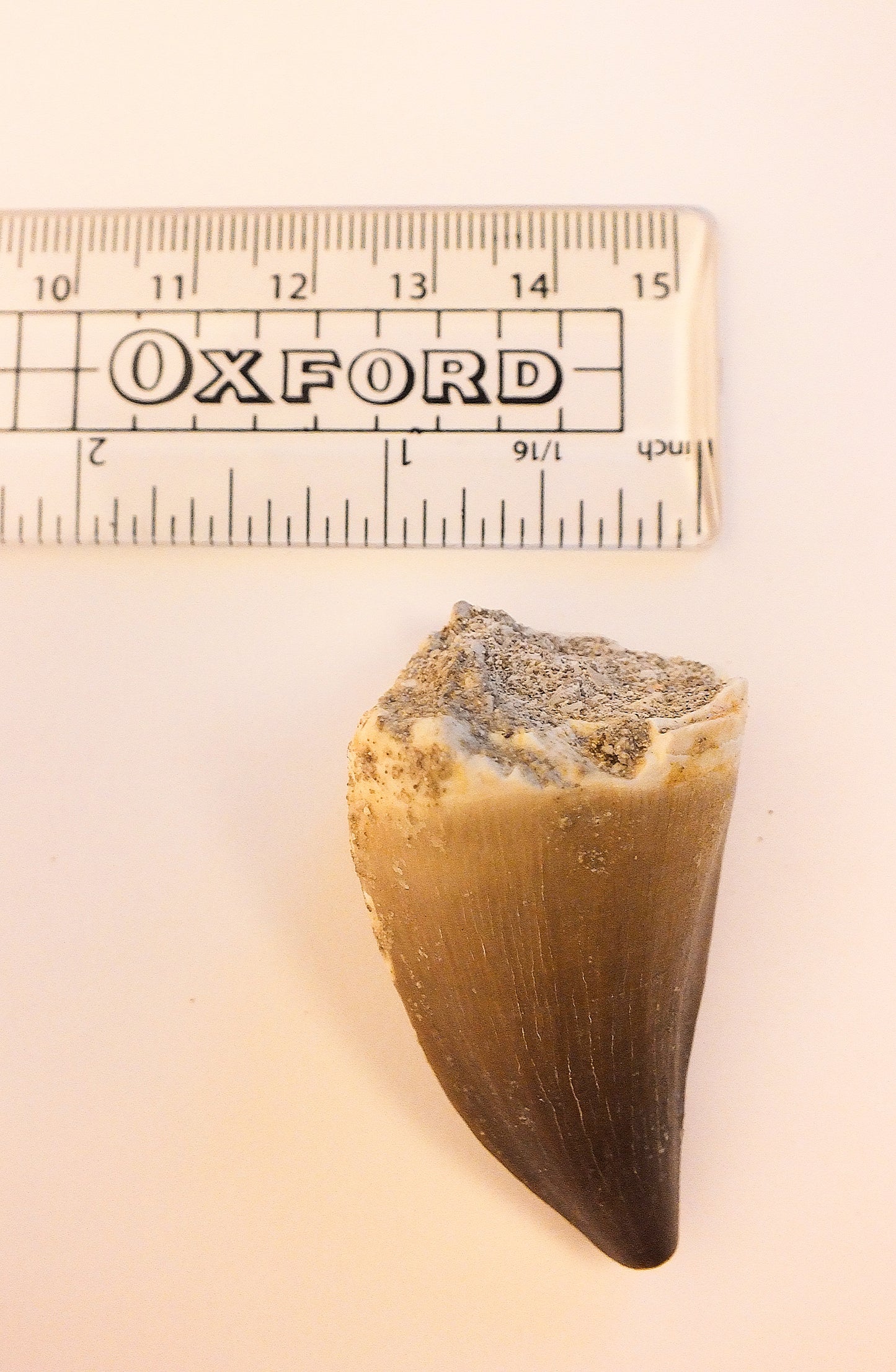 2.1" Mosasaur Tooth