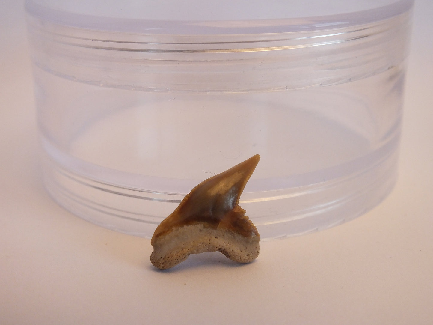 0.8" Extinct Tiger Shark Teeth (Physogaleus Contortus)