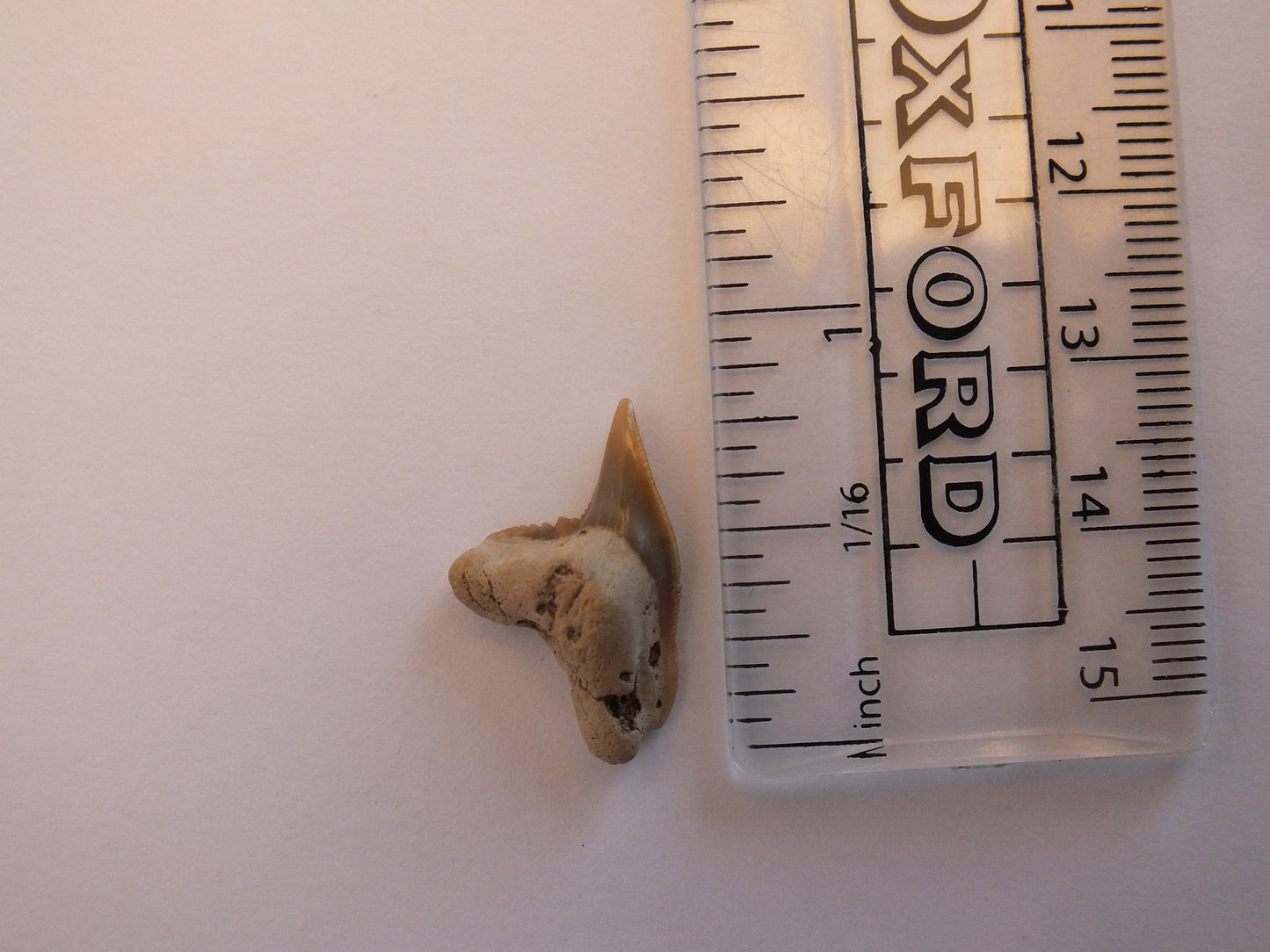 0.8" Extinct Tiger Shark Teeth (Physogaleus Contortus)