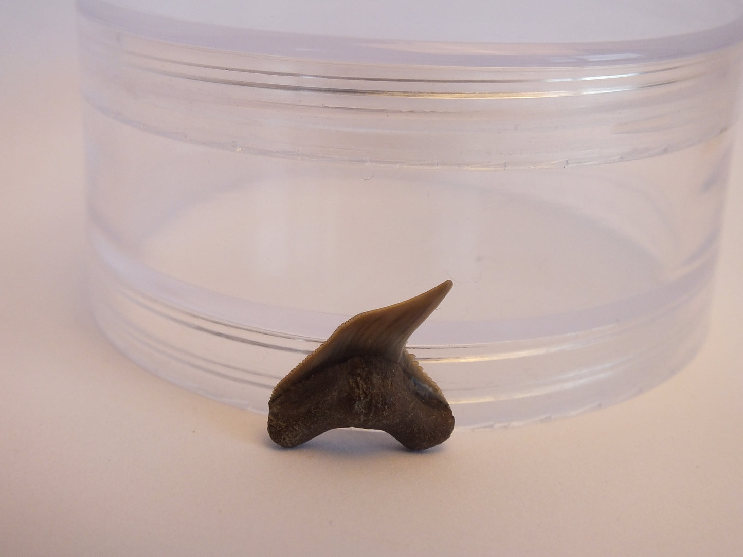 0.8" Extinct Tiger Shark Teeth (Physogaleus Contortus)