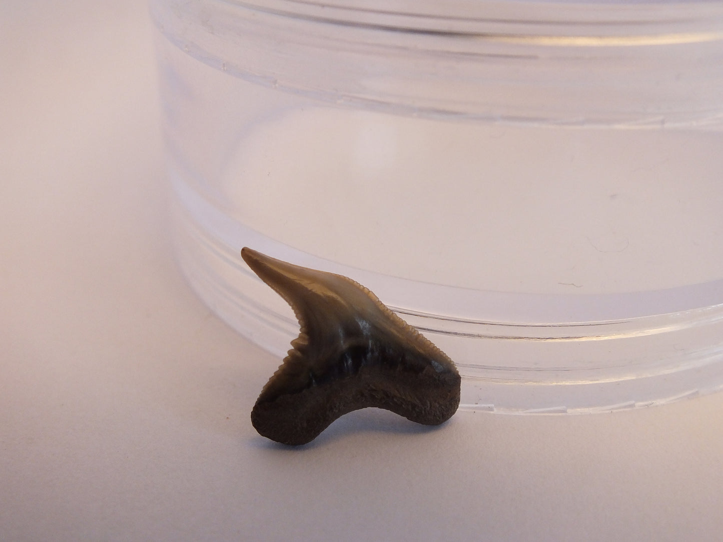 0.8" Extinct Tiger Shark Teeth (Physogaleus Contortus)