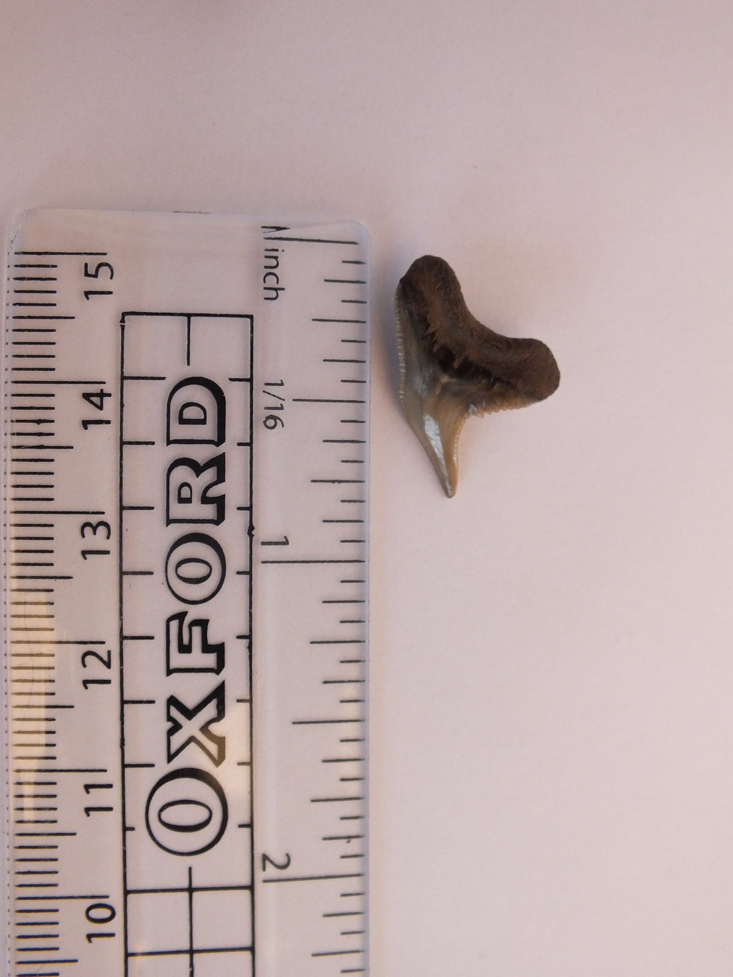 0.8" Extinct Tiger Shark Teeth (Physogaleus Contortus)