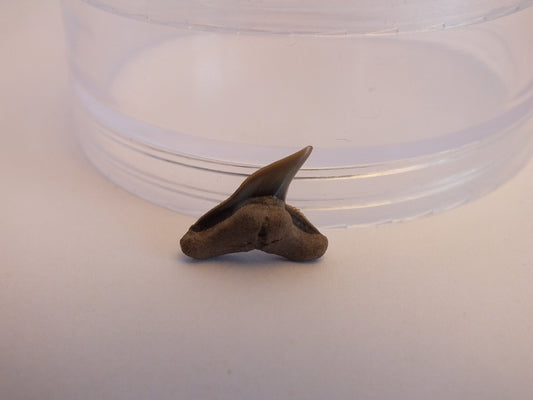 0.75" Extinct Tiger Shark Teeth (Physogaleus Contortus)