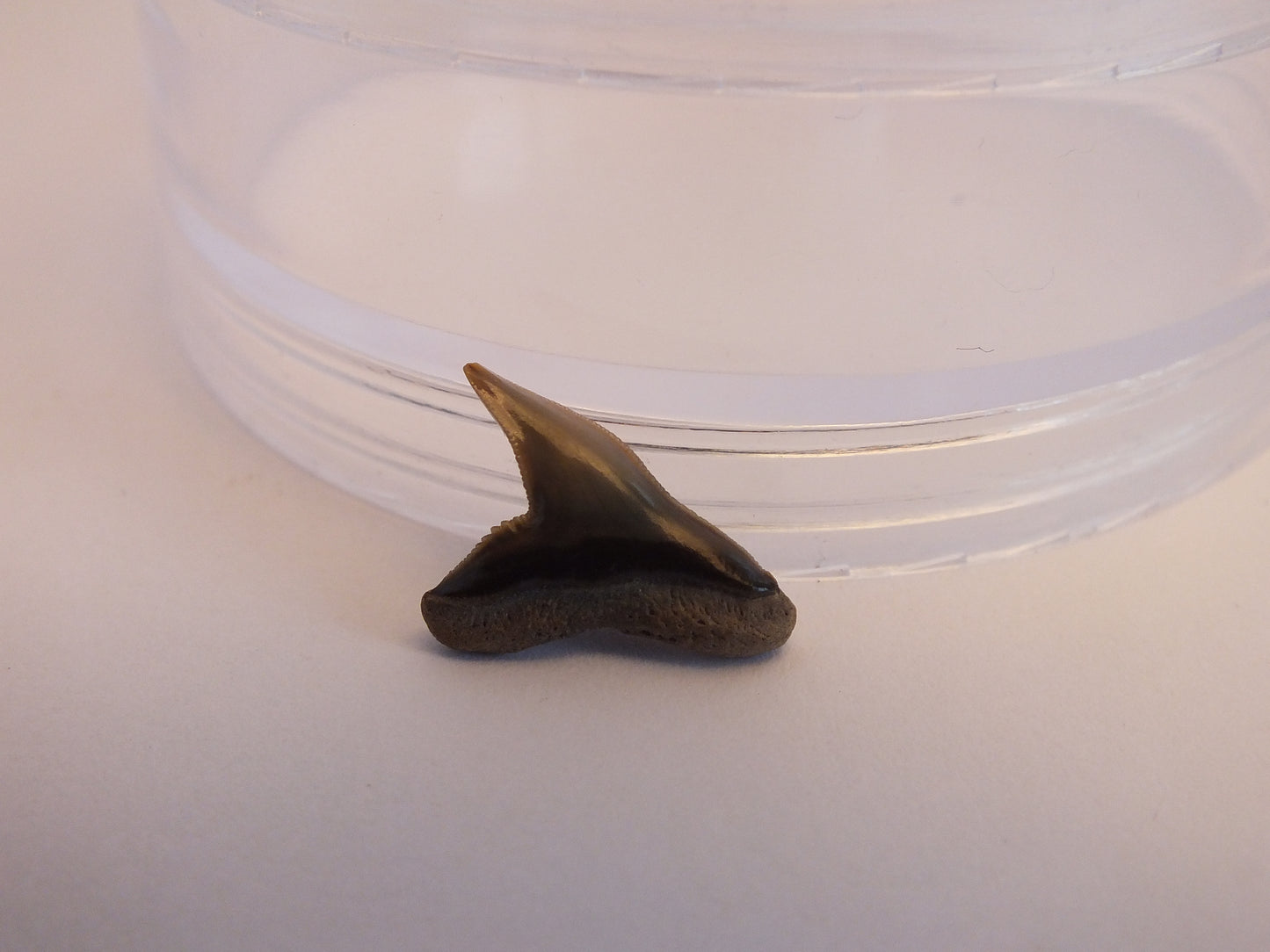 0.75" Extinct Tiger Shark Teeth (Physogaleus Contortus)