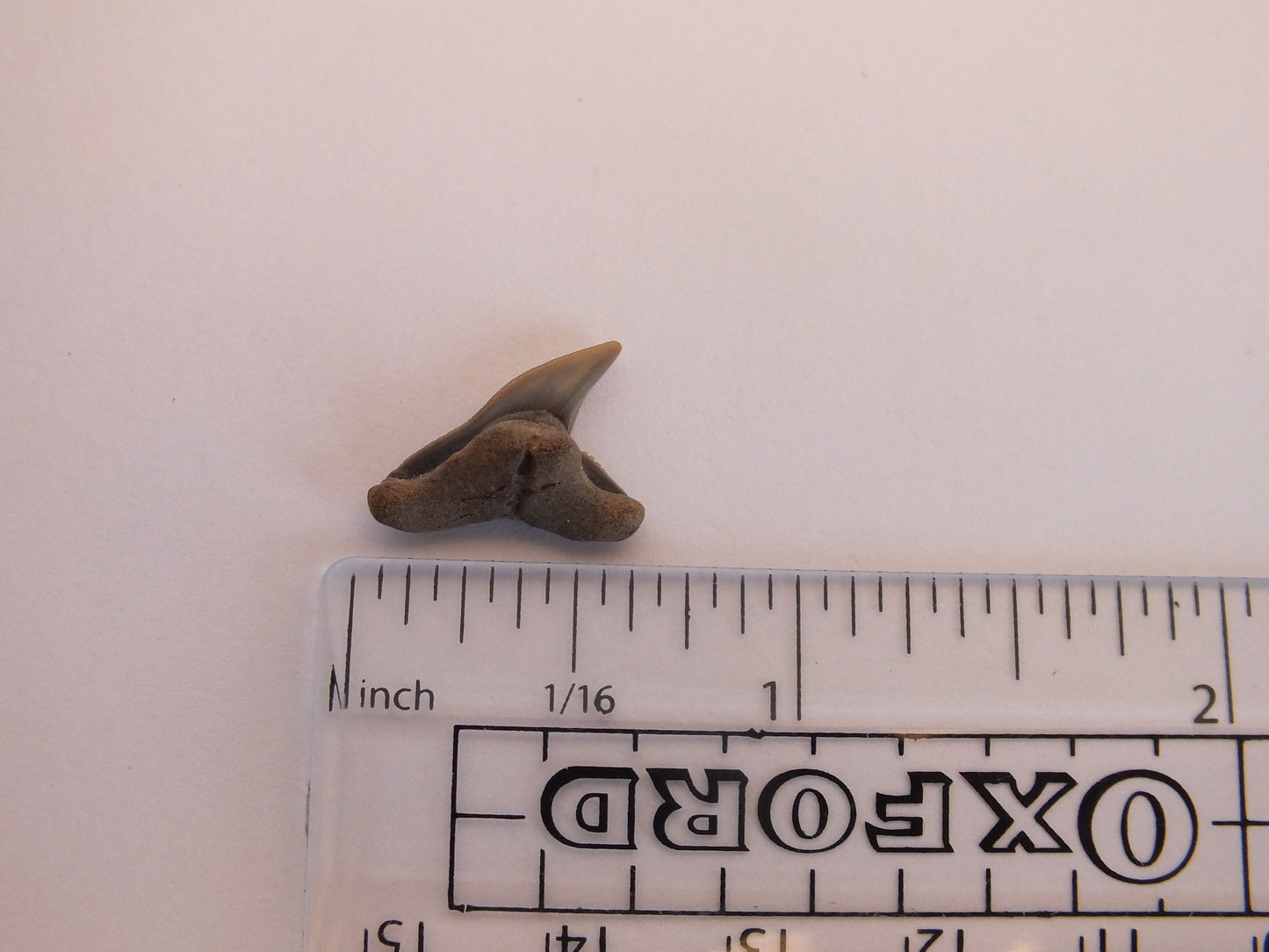 0.75" Extinct Tiger Shark Teeth (Physogaleus Contortus)