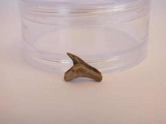 0.75" Extinct Tiger Shark Teeth (Physogaleus Contortus)