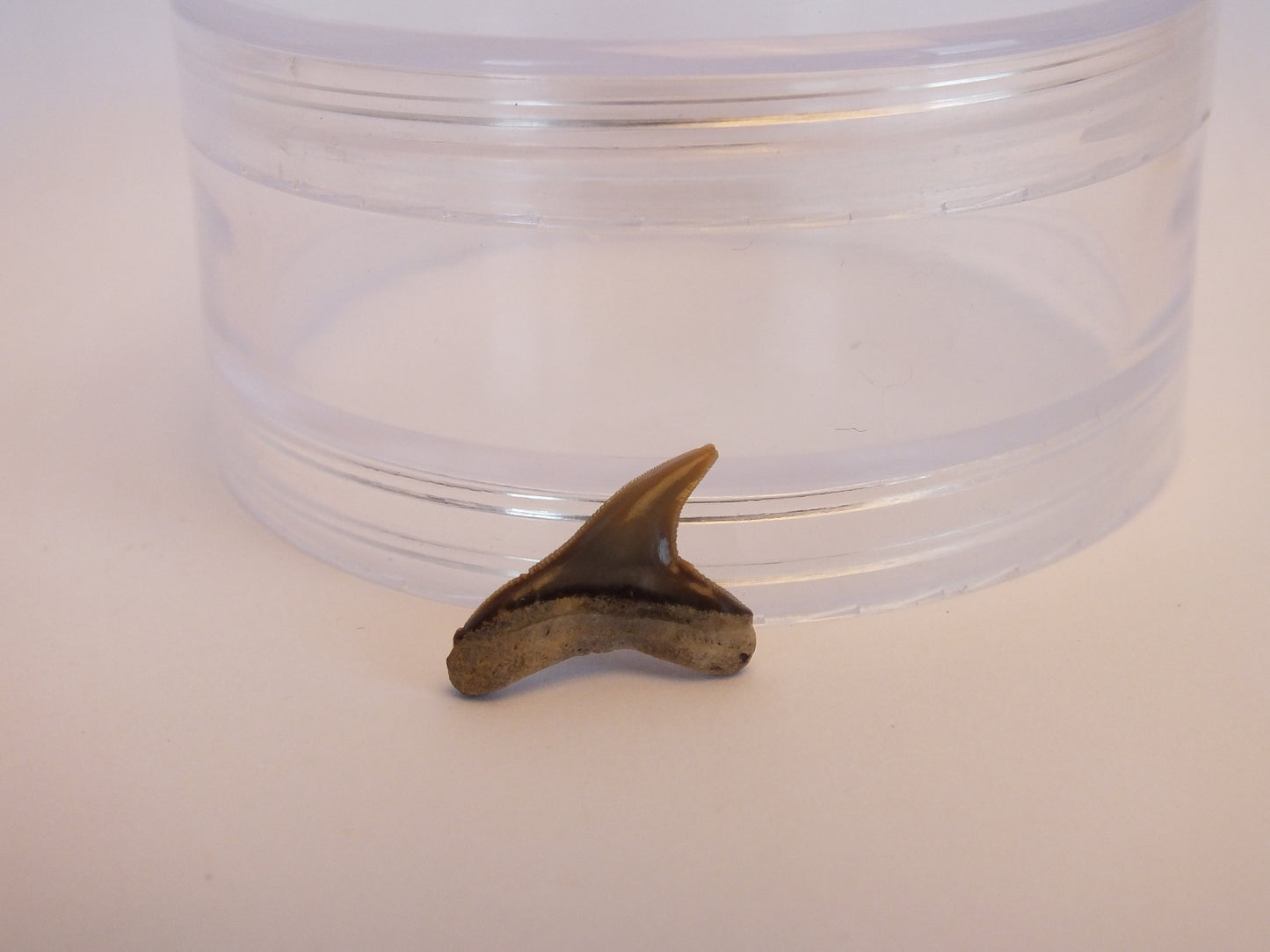 0.75" Extinct Tiger Shark Teeth (Physogaleus Contortus)