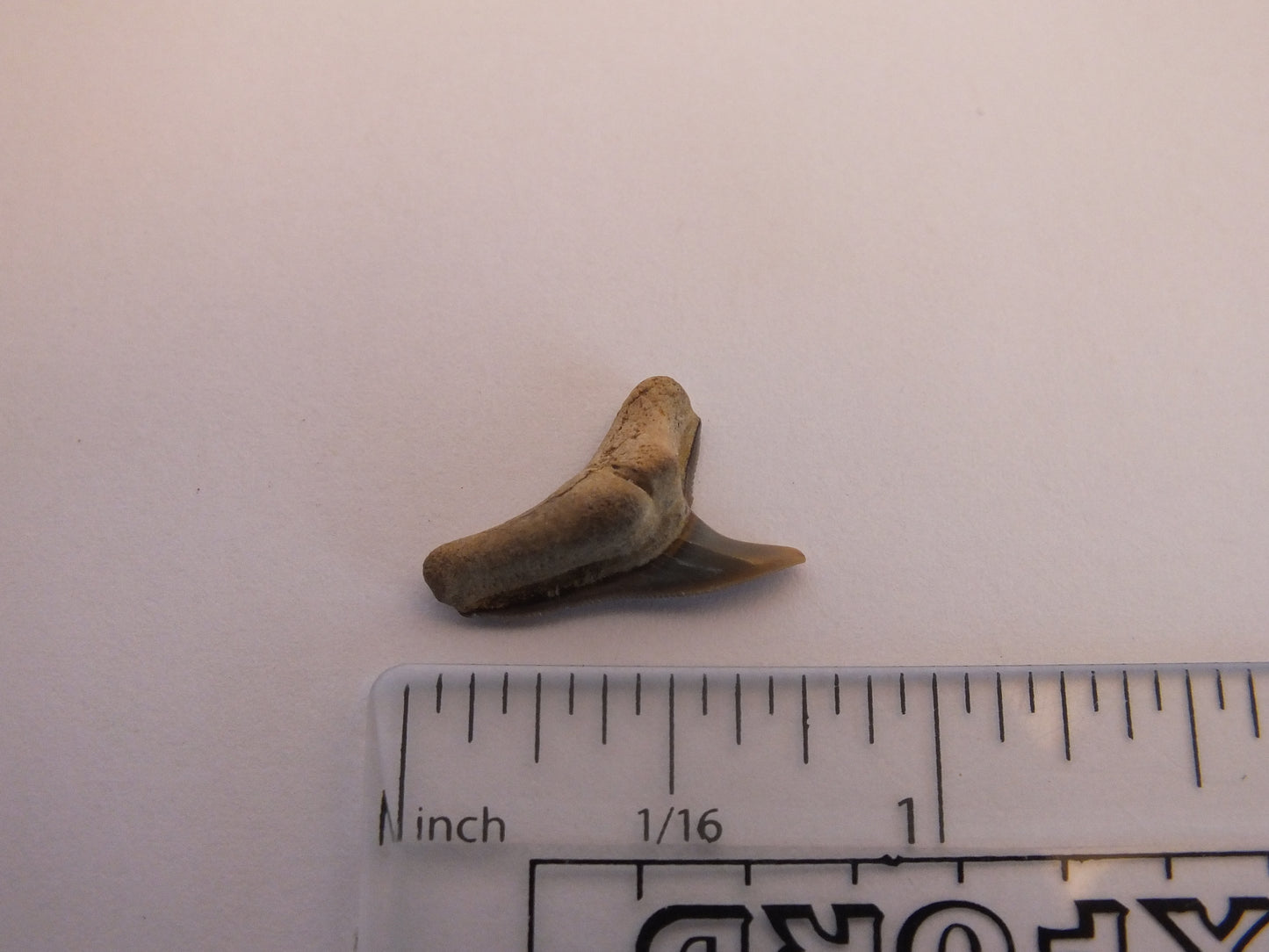 0.75" Extinct Tiger Shark Teeth (Physogaleus Contortus)