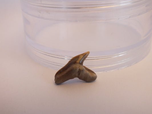 0.75" Extinct Tiger Shark Teeth (Physogaleus Contortus)