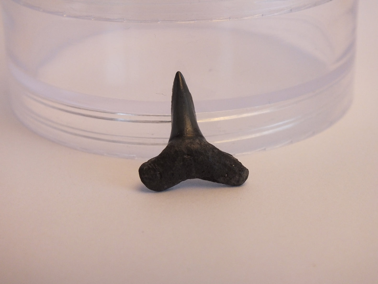 0.75" Lemon Shark Tooth Fossil