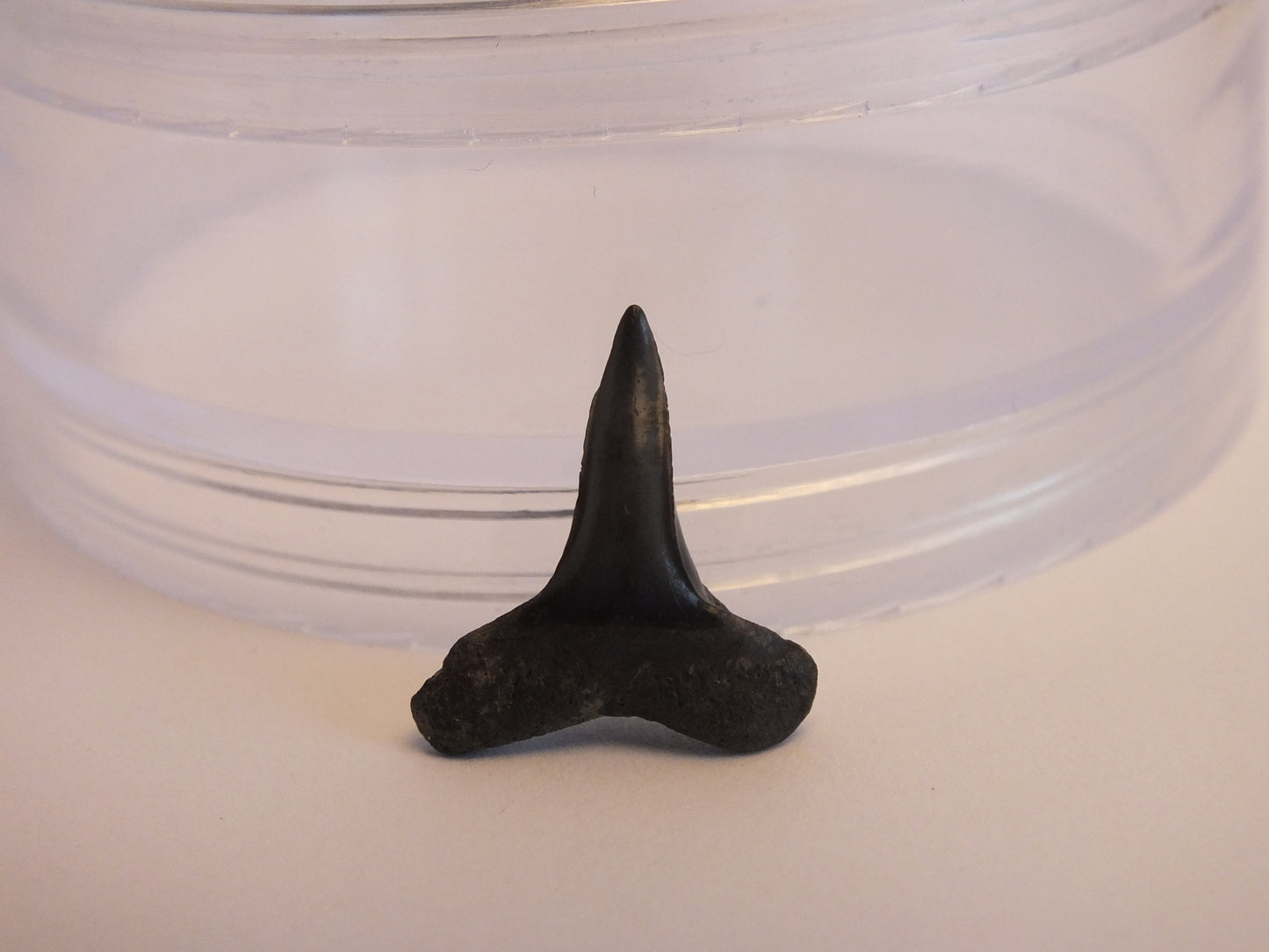 0.75" Lemon Shark Tooth Fossil