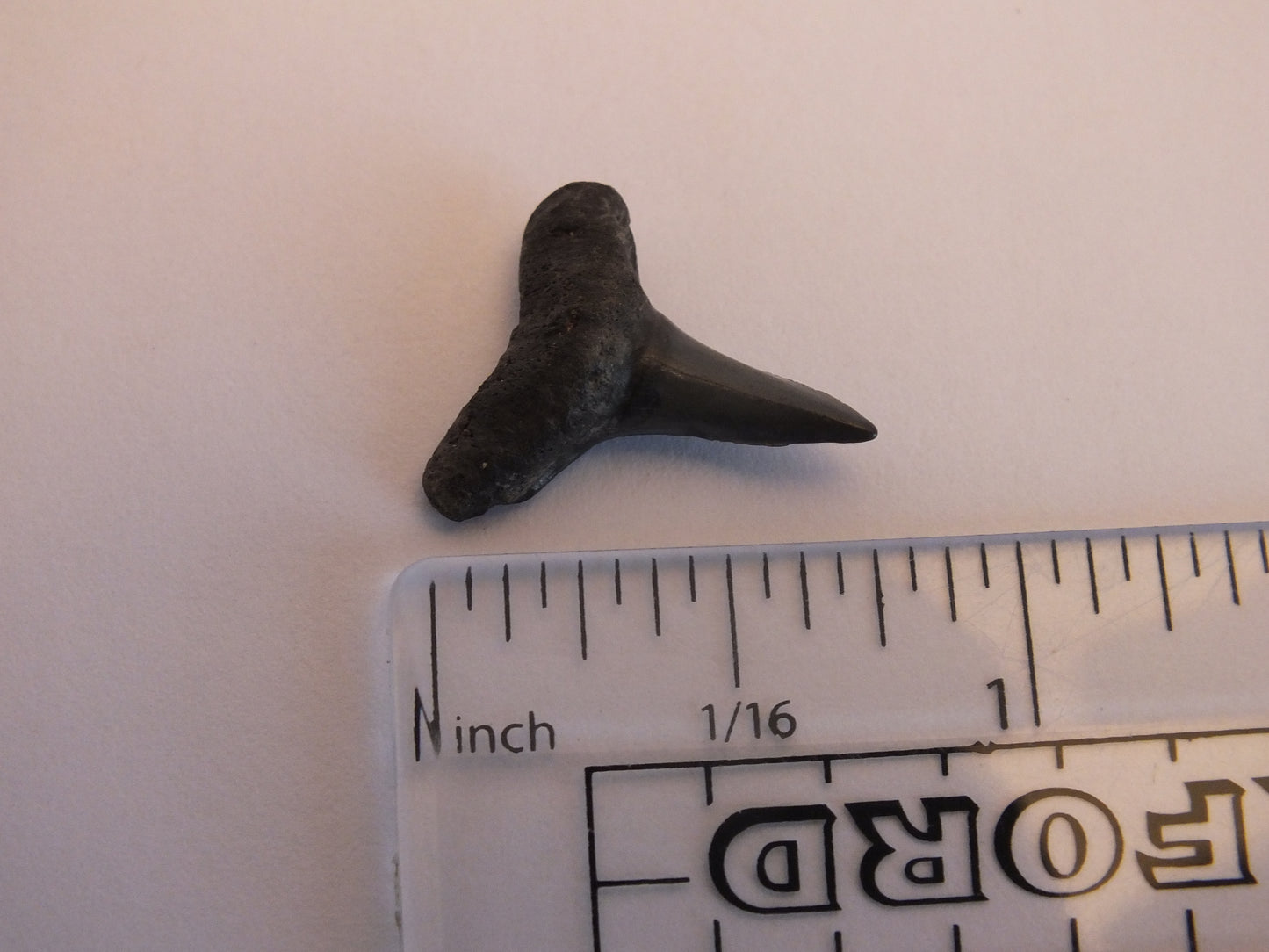 0.75" Lemon Shark Tooth Fossil