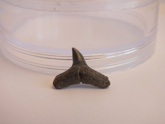 0.75" Lemon Shark Tooth Fossil