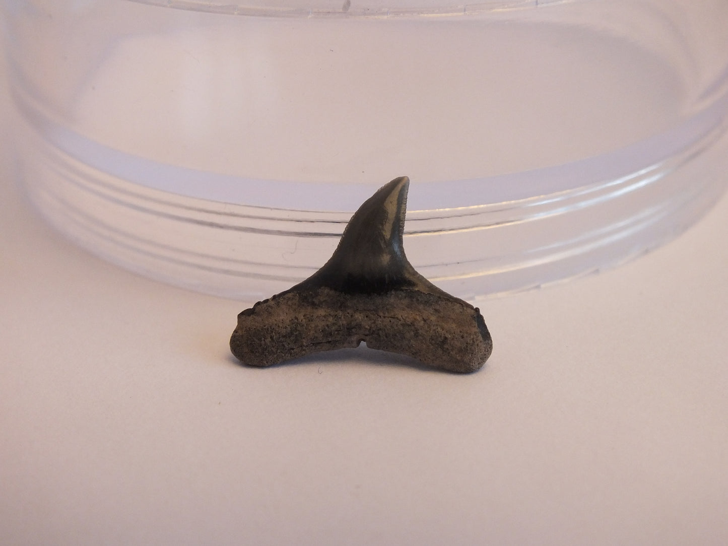 0.75" Lemon Shark Tooth Fossil