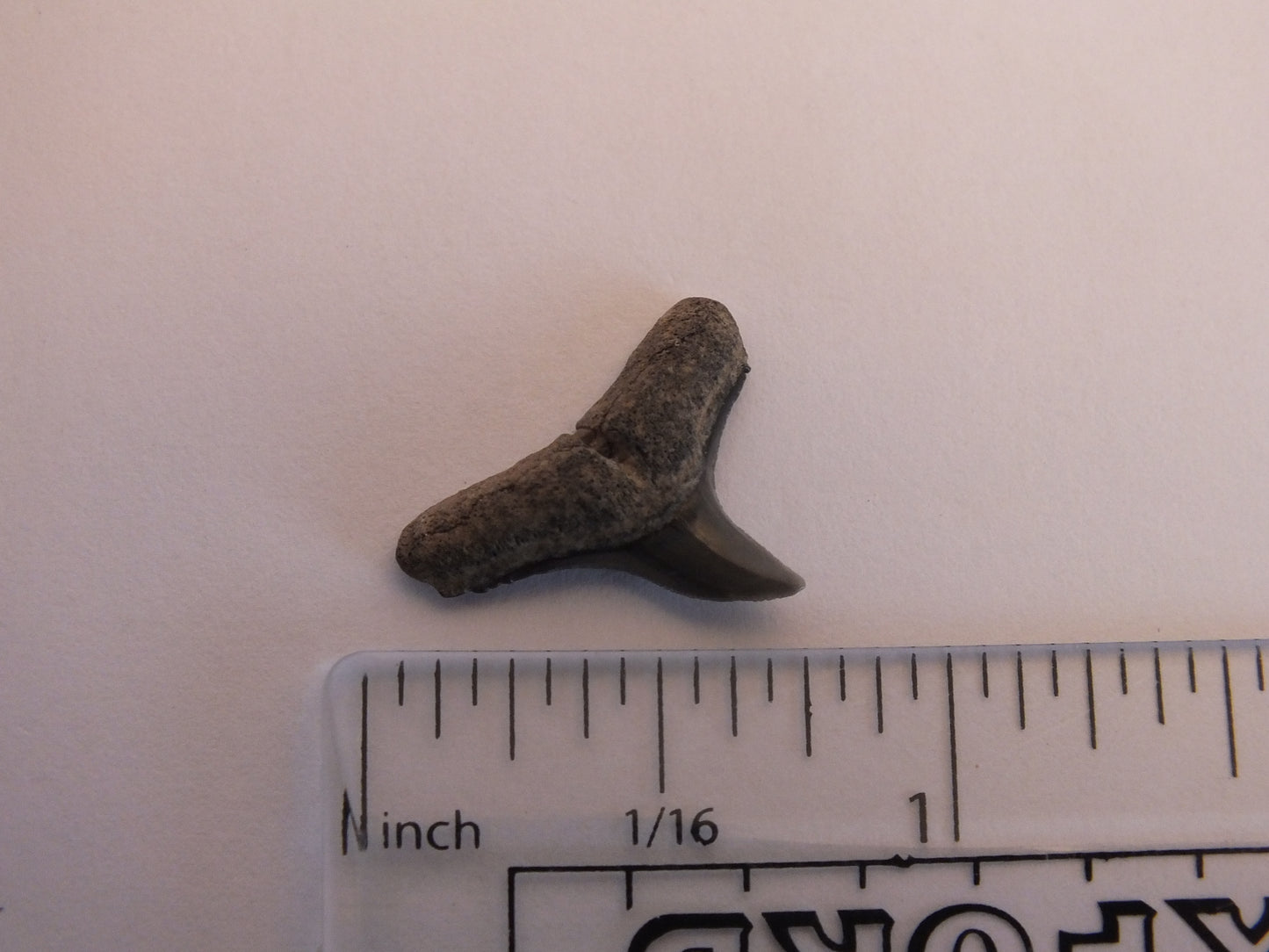 0.75" Lemon Shark Tooth Fossil