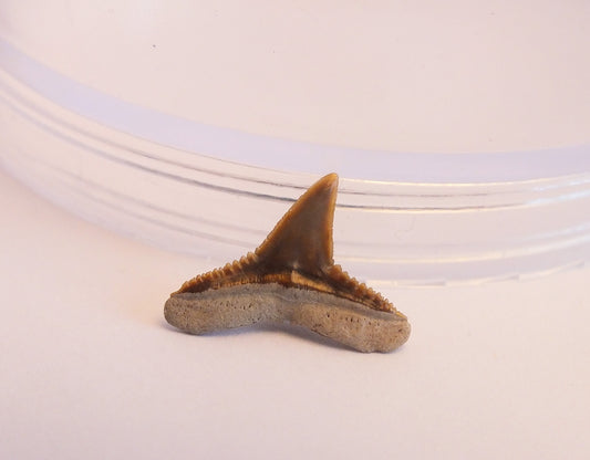 Bulk Small Lemon Shark Tooth Fossil