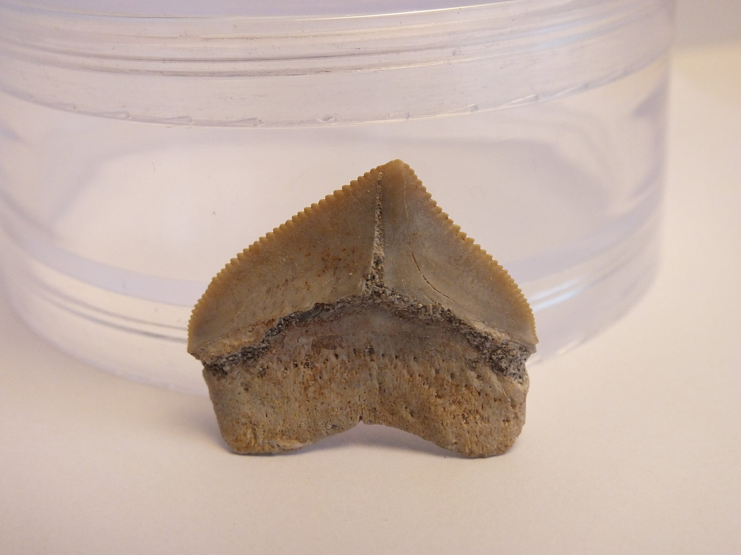 1.0" Squalicorax Shark Tooth Fossil W/ Case