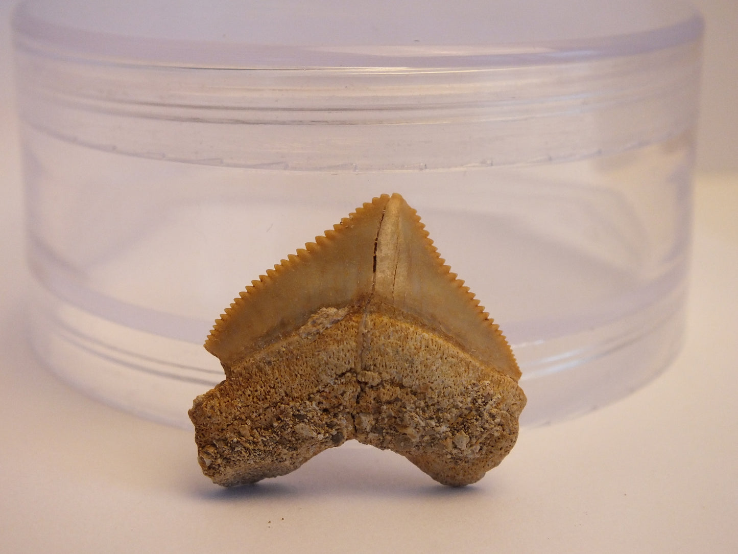 1.0" Squalicorax Shark Tooth Fossil