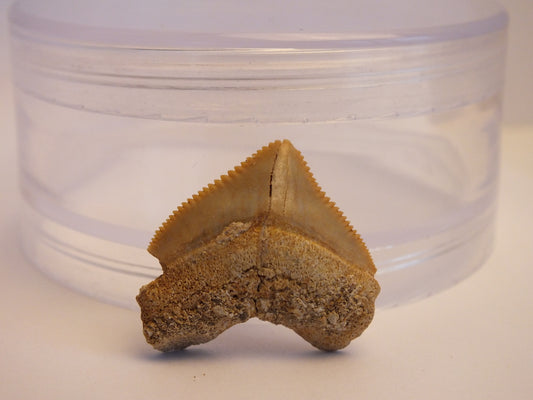 1.0" Squalicorax Shark Tooth Fossil