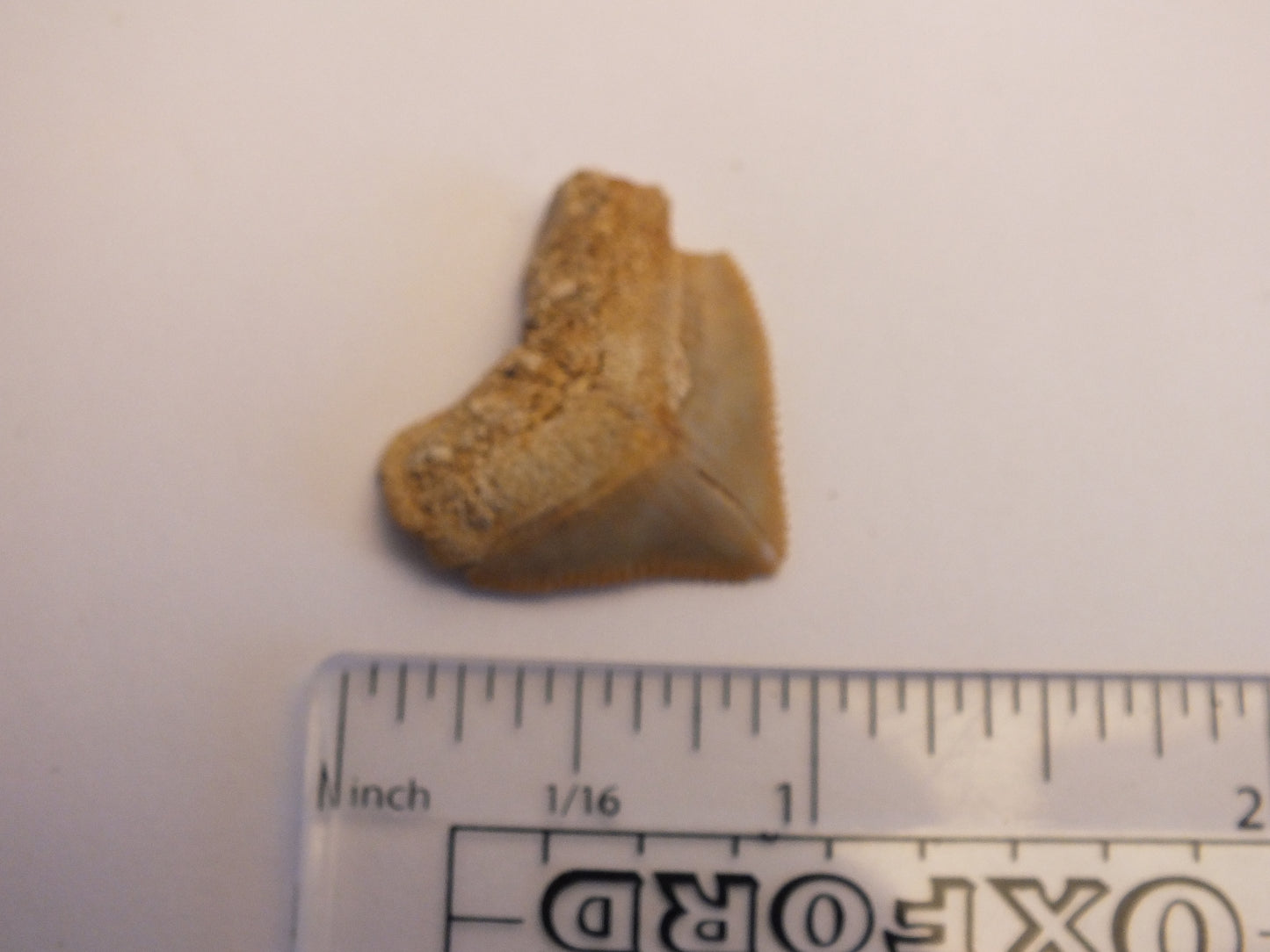 1.0" Squalicorax Shark Tooth Fossil