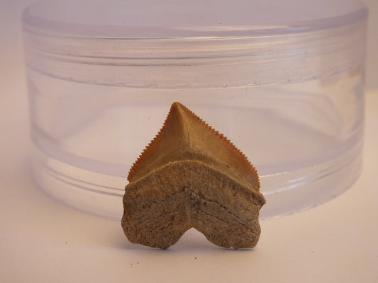 1.1" Squalicorax Shark Tooth Fossil