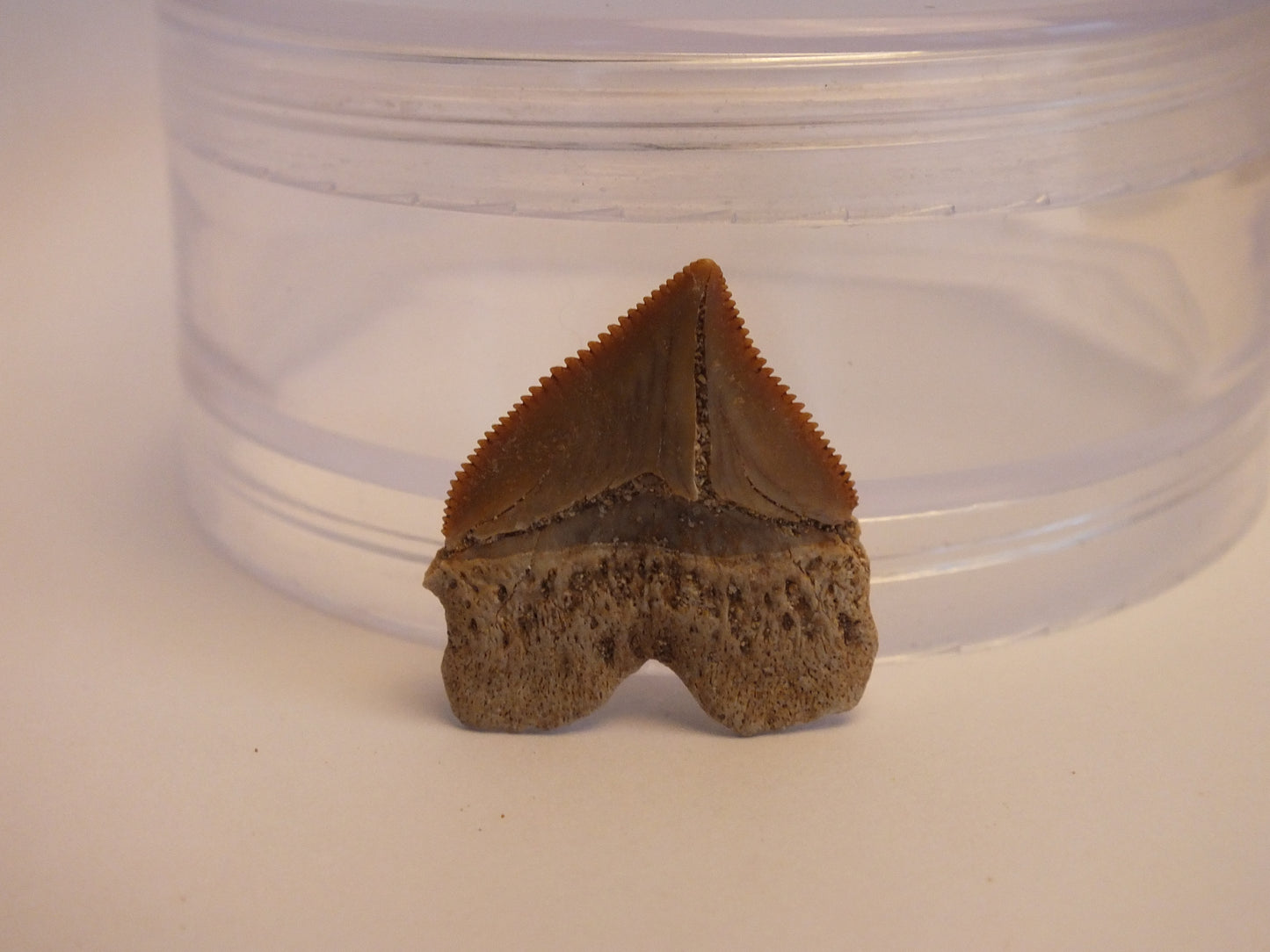 1.1" Squalicorax Shark Tooth Fossil